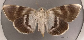 Media type: image;   Entomology 622403 Aspect: habitus ventral view